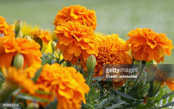 closeup of orange marigold flowers and foliage - marigold stock pictures, royalty-free photos & images