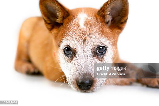 adorável cachorrinho - australian cattle dog imagens e fotografias de stock