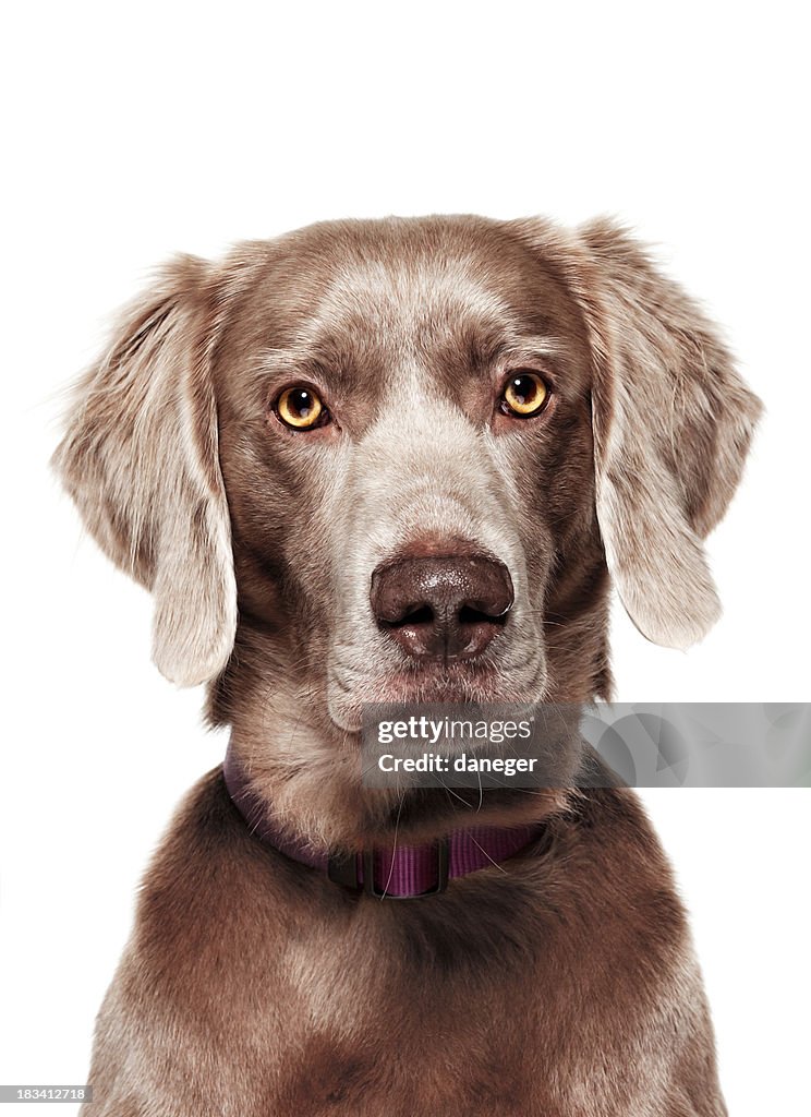 Dog Portrait - Weimaraner