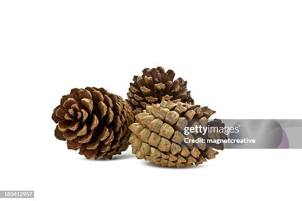 three pine cones isolated on white - pinecone bildbanksfoton och bilder