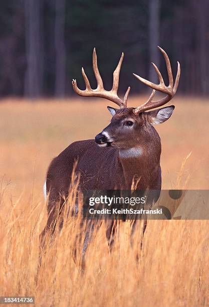 big buck - witstaarthert stockfoto's en -beelden