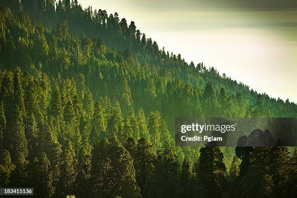 mist on the sierra nevada mountains - aerial forest stockfoto's en -beelden