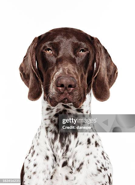 hund portrait-deutsch kurzhaar - german short haired pointer stock-fotos und bilder