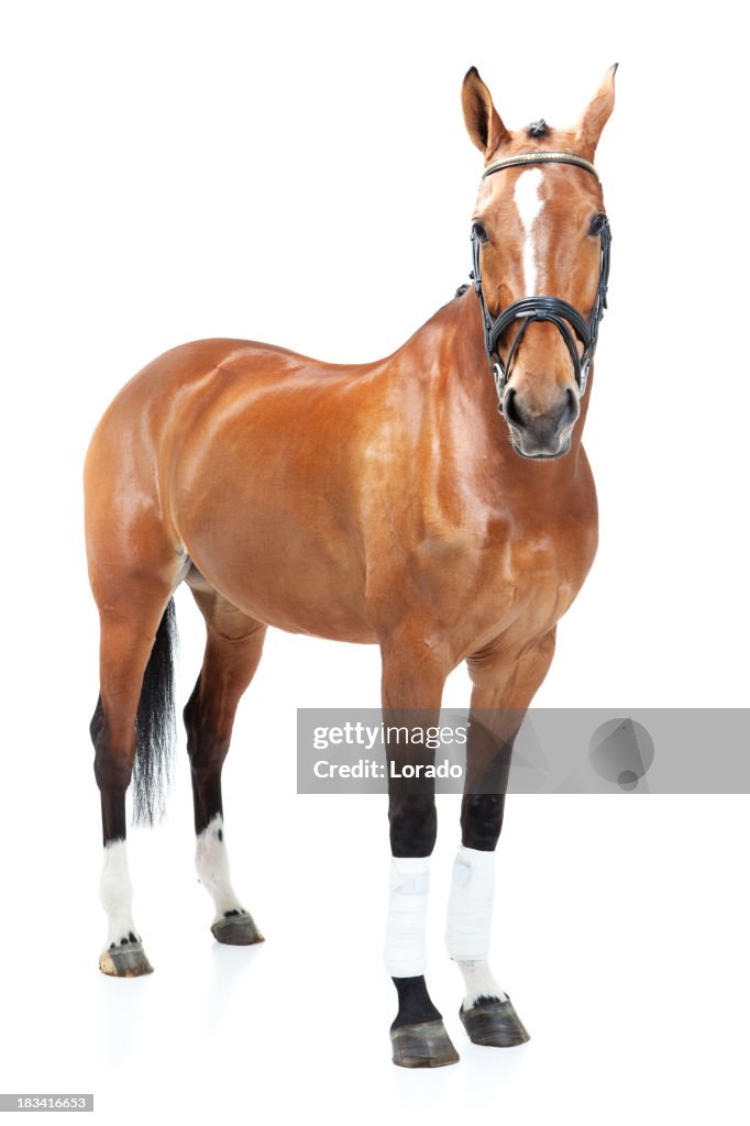 Studio shoot of horse
