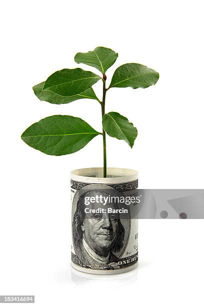 plant and dollar bill - twig stock pictures, royalty-free photos & images