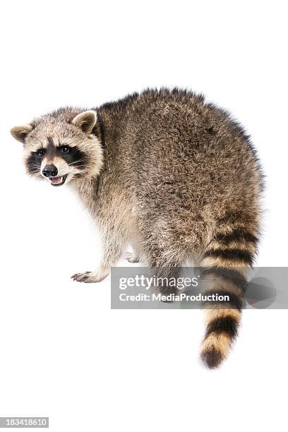 raccoon - by racoon on white stock pictures, royalty-free photos & images