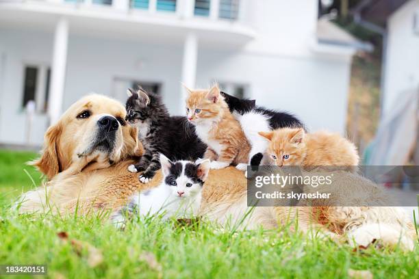 dog and little cats are lying outdoor. - kitten stockfoto's en -beelden