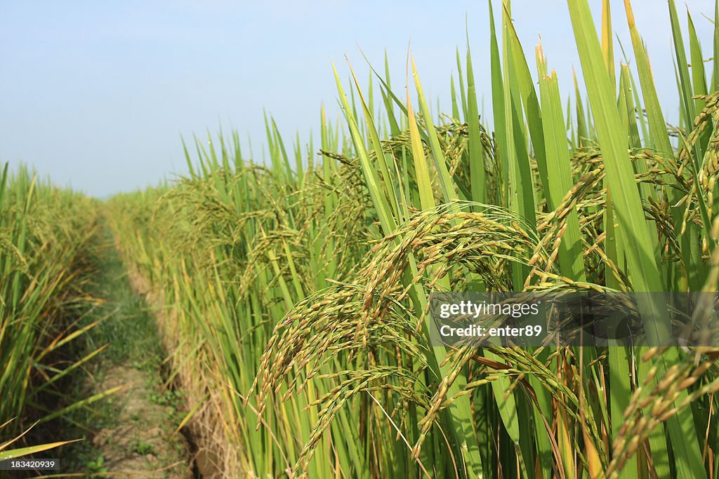 Rice culture au soleil