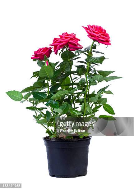 pink roses in a black flower pot on white background - plant in pot stock pictures, royalty-free photos & images