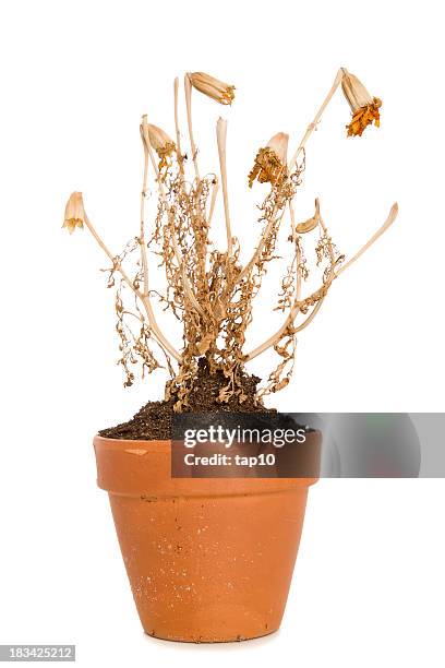 planta morta - vaso de flor imagens e fotografias de stock