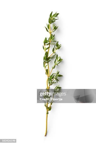 新鮮なハーブ：タイム - 植物 タ�イム ストックフォトと画像