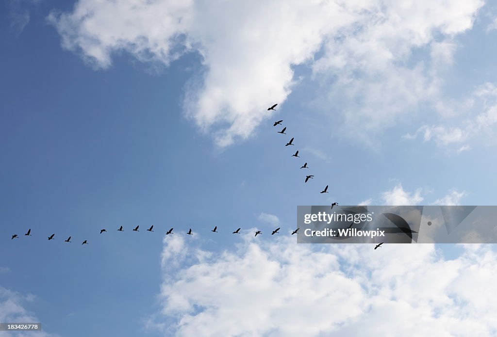 Gänse Flock in V Bildung Richtung in helles Sonnenlicht