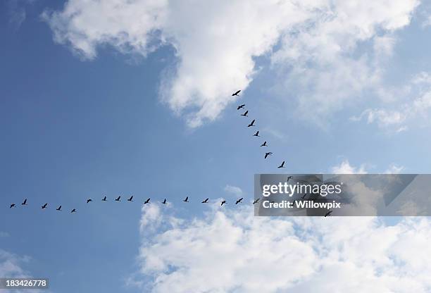 gänse flock in v bildung richtung in helles sonnenlicht - vogelschwarm formation stock-fotos und bilder