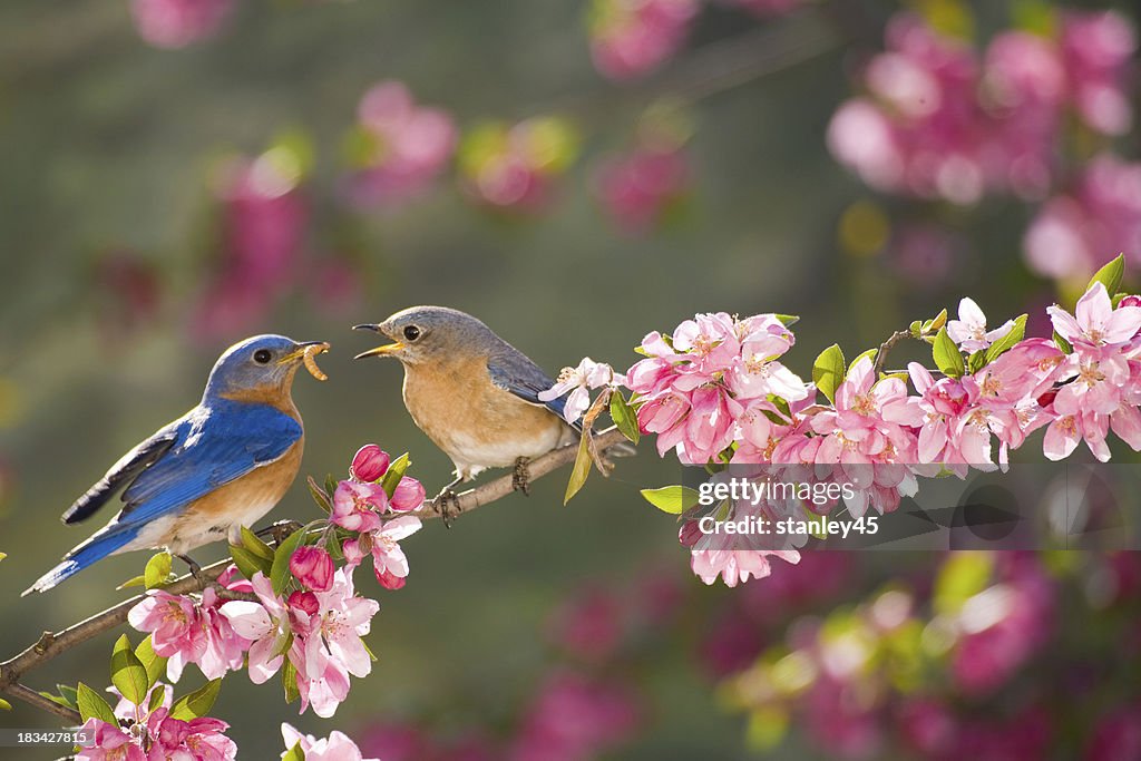 Eastern Bluebirds, male feeding the female