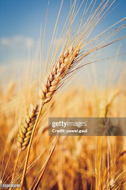 weizen - weizenfeld stock-fotos und bilder