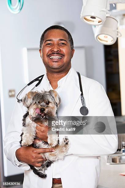 african american veterinarian holding dog - yorkshire terrier vet stock pictures, royalty-free photos & images