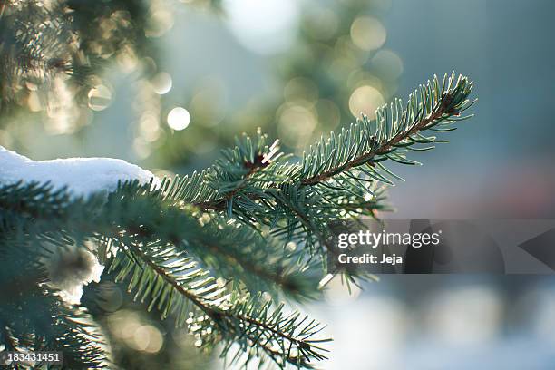 de invierno - pine fotografías e imágenes de stock