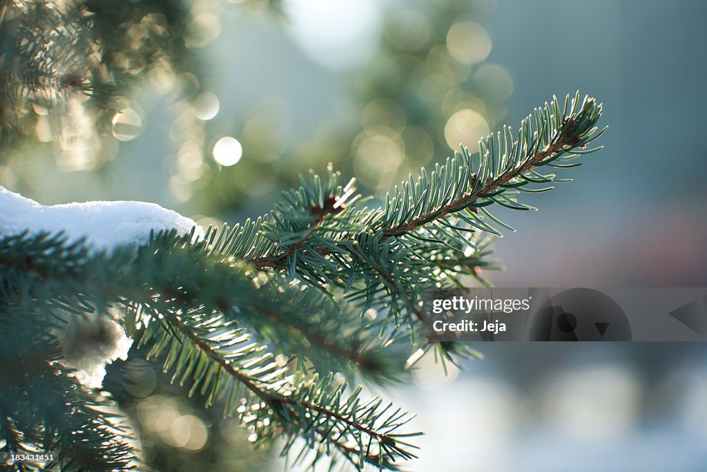 Close up image of a snowy evergreen tree in winter 