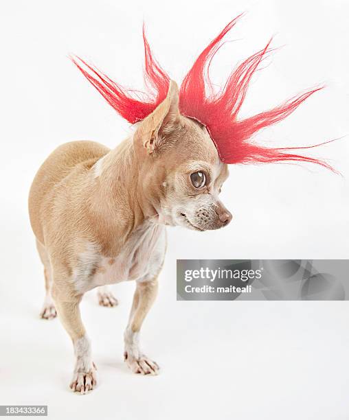 punk - standing out from the crowd animal stock pictures, royalty-free photos & images