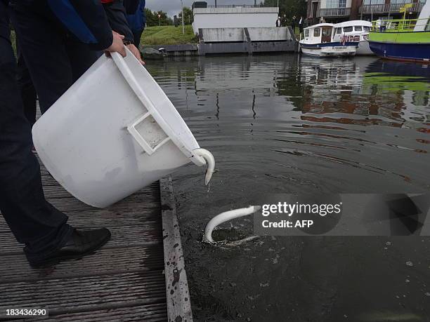 Dutch eels are released from a bucket after being carried across a Dutch dike at Nieuwendijk on September 18, 2013 at the start of the Eels over the...