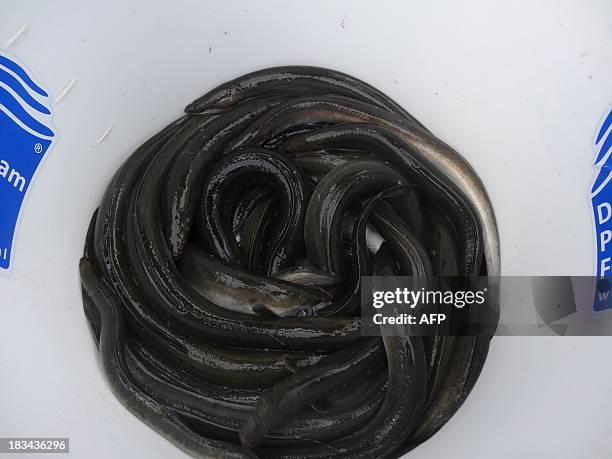 Dutch eels squirm are pictured in a bucket after being brought ashore before being released on the other side of a Dutch dike at Nieuwendijk on...
