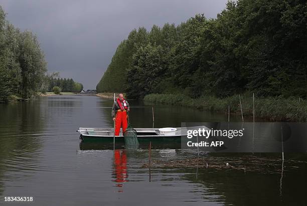 Dutch fisherman Aart van der Waal pulls up an eel trap on a small canal at Nieuwendijk on September 18, 2013 at the start of the Eels over the Dike...