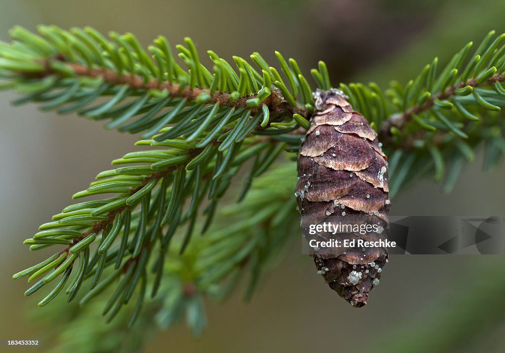 Black Spruce (Picea mariana), Developing Cone
