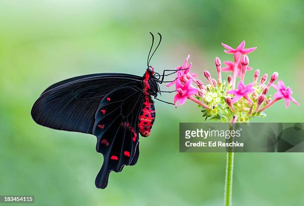 pink rose swallowtail necturing on penta flowers - ベニモンアゲハ ストックフォトと画像