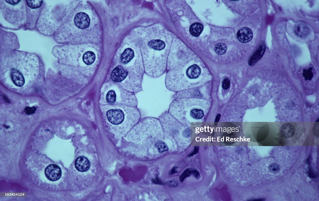 Simple Cuboidal Epithelium, Kidney Tubules