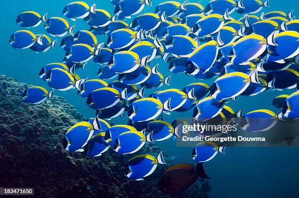 powderblue surgeonfish - banco de peces fotografías e imágenes de stock