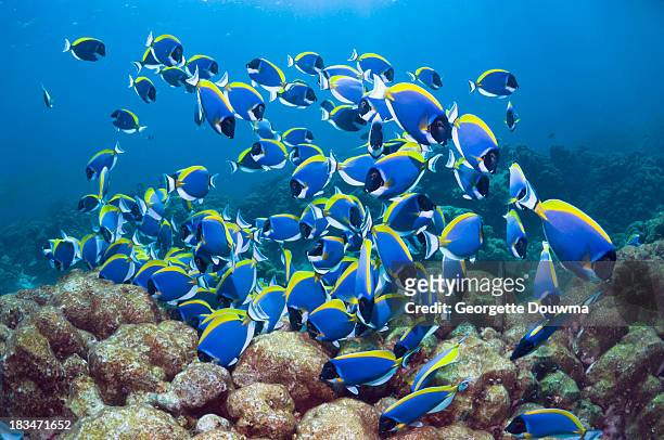 powderblue surgeonfish - acanthuridae stock pictures, royalty-free photos & images