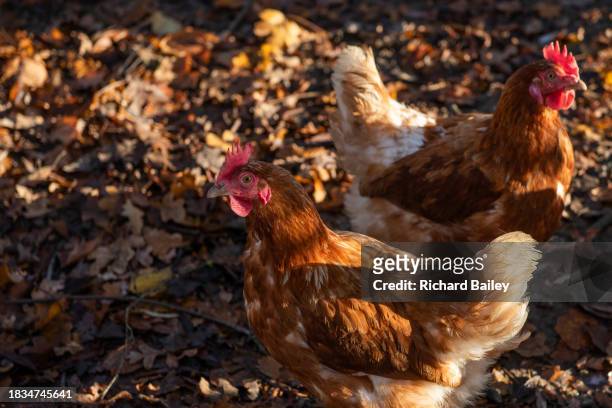 free range organic chickens outside on a farm - organic farm stock pictures, royalty-free photos & images
