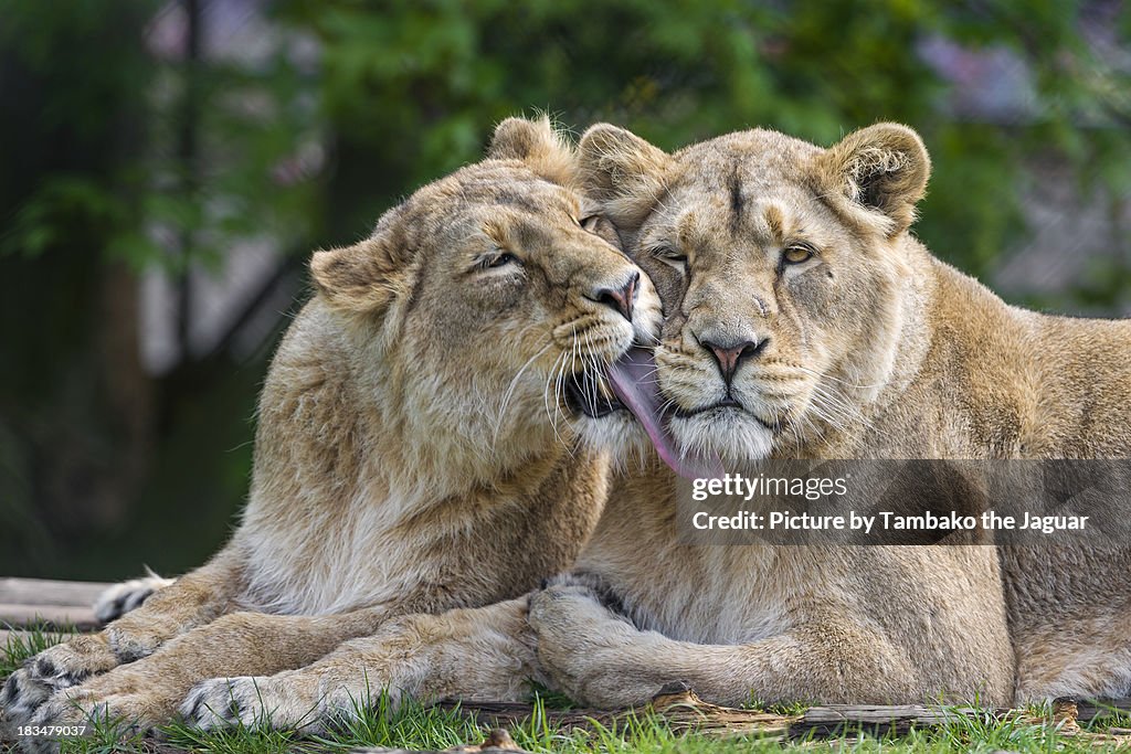 Lionesses licking each other II