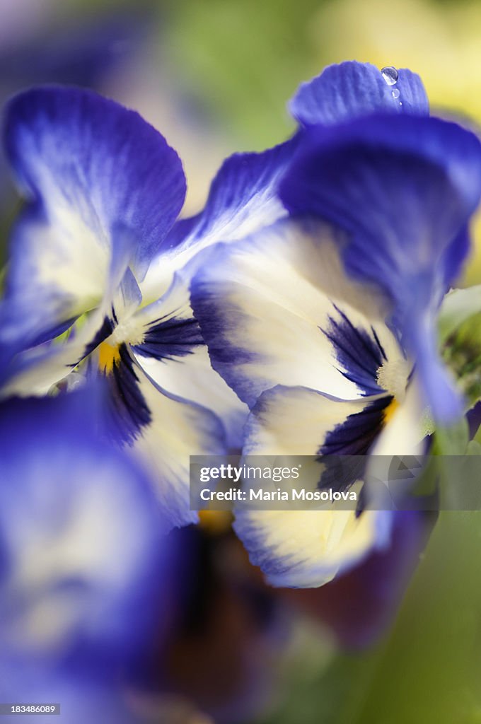 Two blue pansy flowers