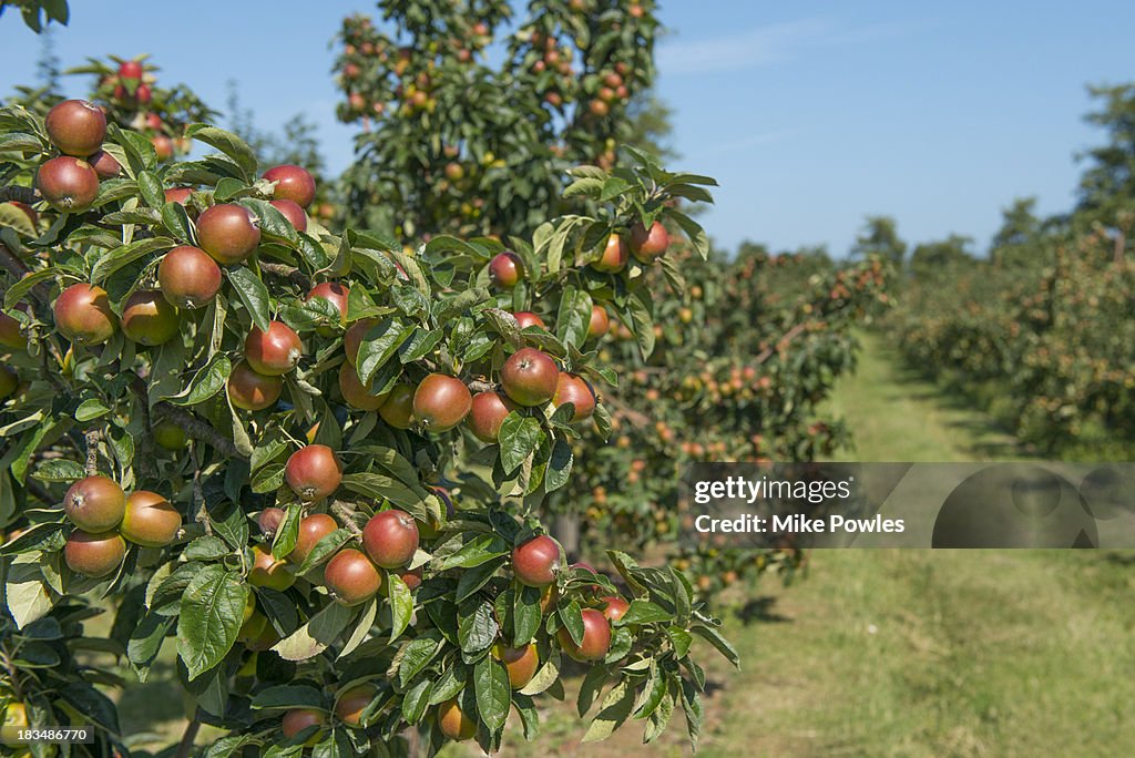Apple "Norfolk Royal", ripe fruit, Norfolk UK