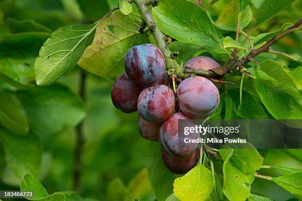 plum "opal", ripe fruit, norfolk uk - ciruelo fotografías e imágenes de stock