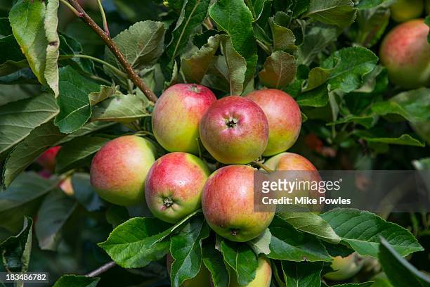 apple 'katja', ripe fruit, norfolk uk - apple tree stock pictures, royalty-free photos & images