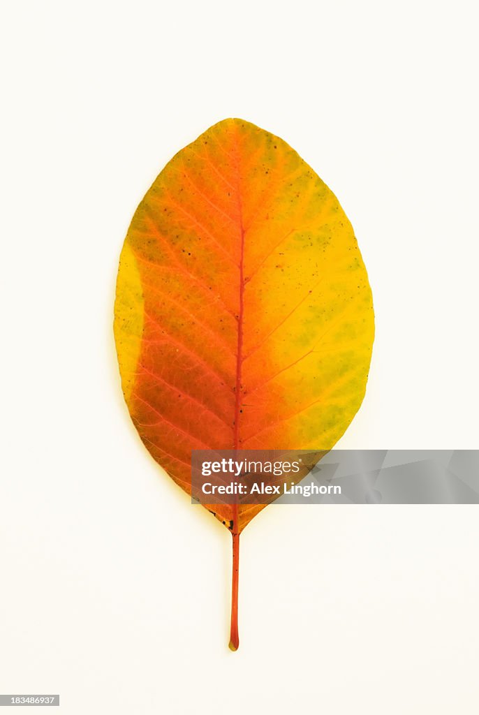 Autumn leaf isolated against a white background