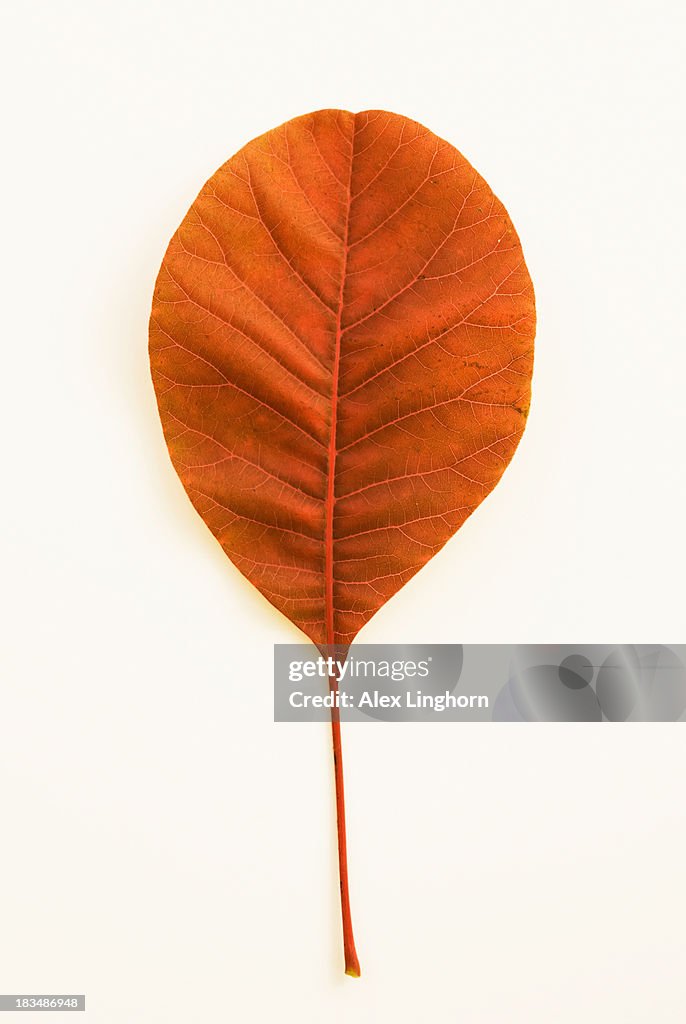 Autumn leaf isolated against a white background
