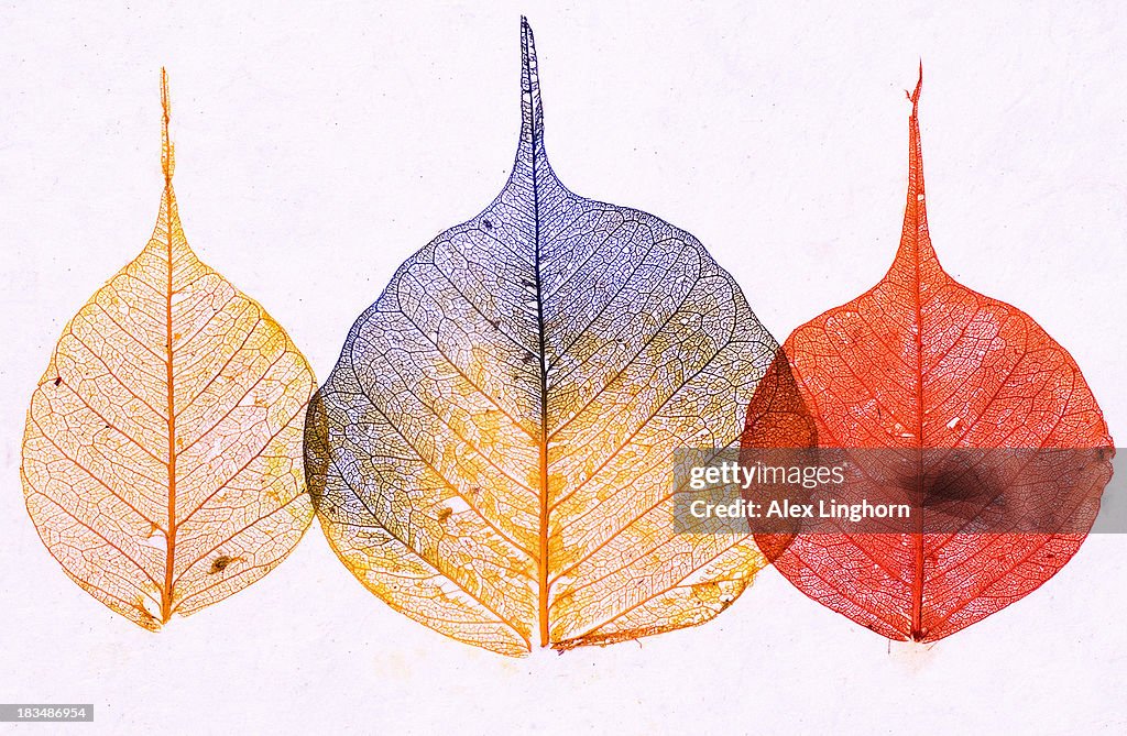 Colourful bodhi leaf skeletons on white background