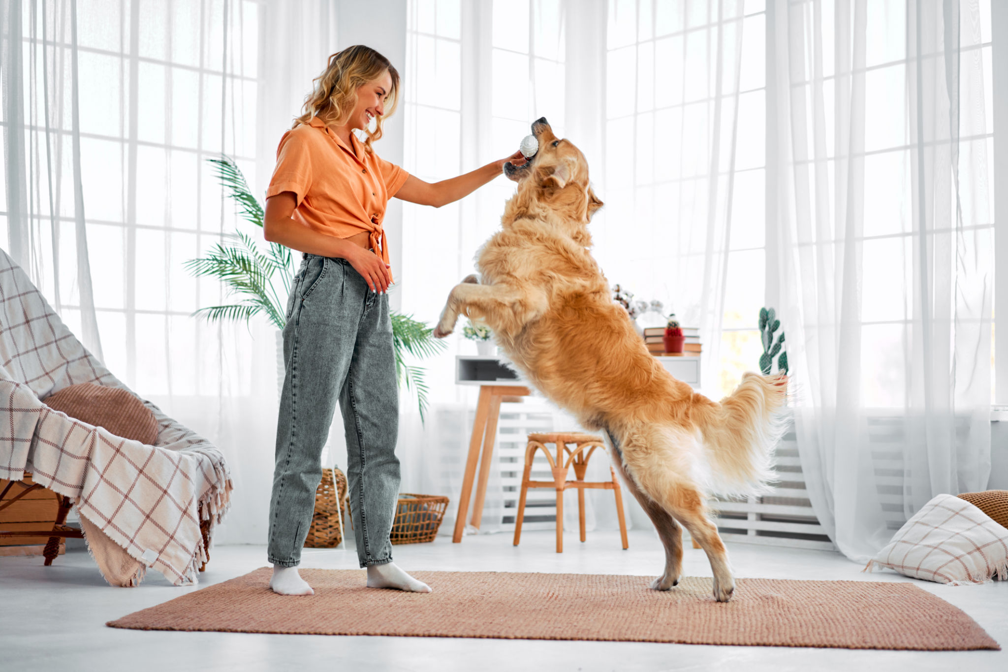 dog training home