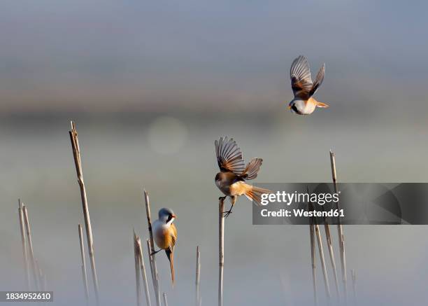 bearded reedlings (panurus biarmicus) perching on reeds - mus stockfoto's en -beelden