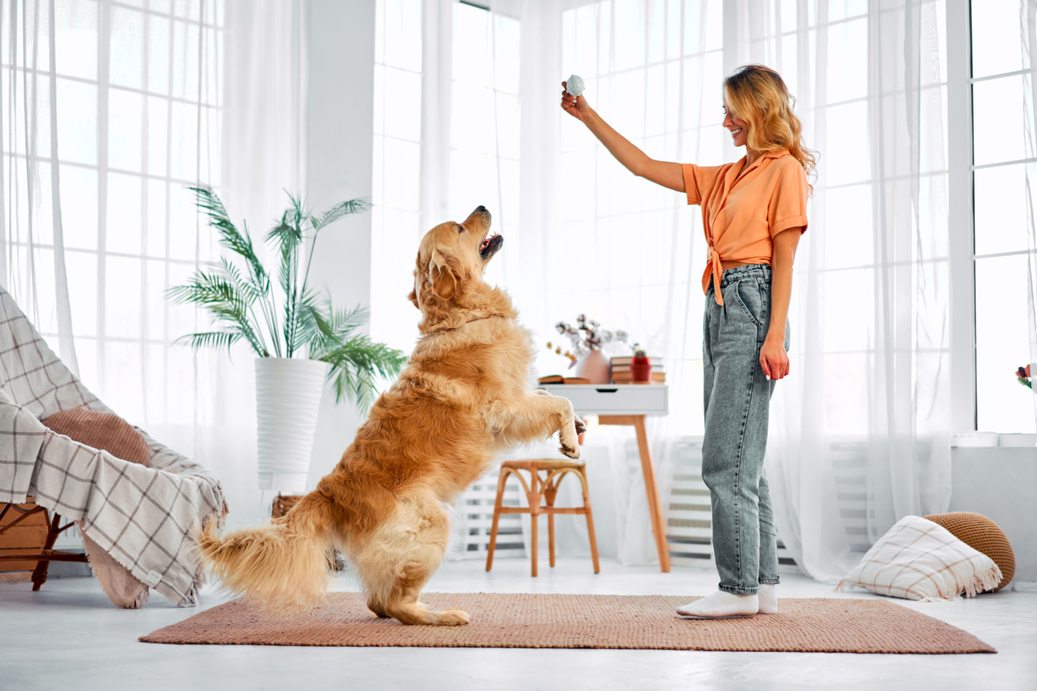 golden retriever training