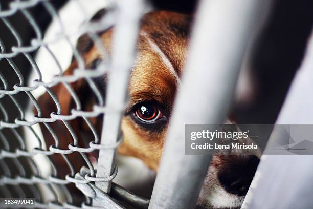 dog in an animal shelter - animal cruelty stock pictures, royalty-free photos & images