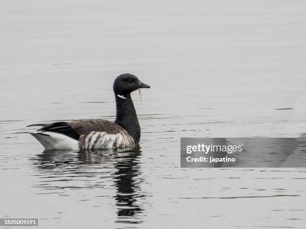 brant goose. ( branta bernicla) - bill brant stock pictures, royalty-free photos & images