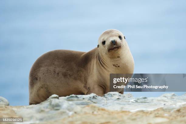 california sea lion - zalophus californianus imagens e fotografias de stock