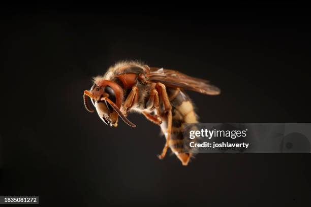 european hornet on dark background - asian giant hornet stock pictures, royalty-free photos & images