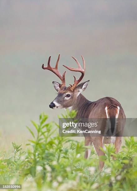 white tail buck - white tailed deer stock pictures, royalty-free photos & images