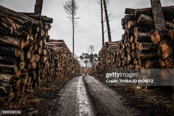 This photograph taken on December 9, 2023 shows trees felled in La Teste-de-Buch, where a wildfire ravaged the area in summer 2022.