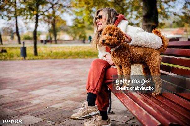 femme caressant barbet sur un banc dans la ville - barbet photos et images de collection